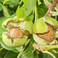 Akhrot (Walnut) Fruit Plant (1 Year Old)