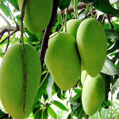 Dhusseri Mango Plant 1.5 Years Old