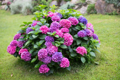 Hydrangea Plant Elegant Flowering Shrub with Colorful Blooms