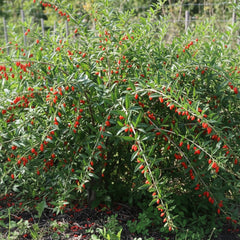 Goji Berry Plant – Premium Superfruit Shrub