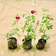 Desi Gulab Plant – Fragrant Traditional Rose Plant