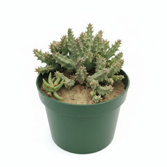 Chong Succulent – Premium Ornamental Succulent Plant