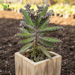 Mother of Millions Plant – Premium Live-Bearing Succulent