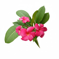 Pink Champa Plant – Premium Fragrant Frangipani Flowering Plant