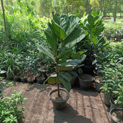 Fiddle Leaf Plant – Premium Fiddle Leaf Fig (Ficus lyrata)