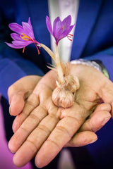 Afghani Saffron 5 Bulbs Premium Spice & Beautiful Blooms