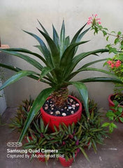 Agave Hardy Ornamental Succulent for Pakistani Gardens
