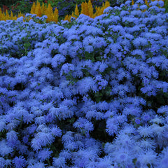Ageratum Mexicanum Dwarf Ball Seeds in Pakistan Compact Blue Flowering Plants