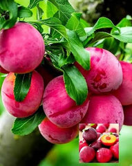 Aloo Bukhara (Beauty) Plant Grafted, 2 Years Old, Premium Plum Variety