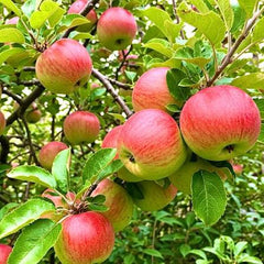 Anna Apple Plant Grafted, 2 Years Old, Early Fruiting Variety