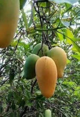 Anwar Ratol Mango Plant 1.5 Years Old