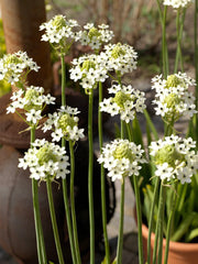 Ornithogalum Arabicum Arabian Starflower Bulb (Limited Stock)