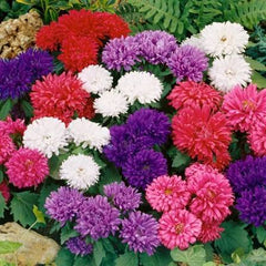 Aster California Giants Mix Seeds in Pakistan Tall Multi-Colored Seasonal Flowers