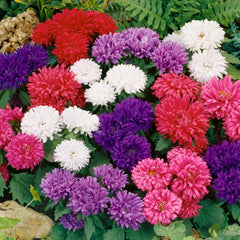 Aster Nano Mix Seeds in Pakistan Compact Multi-Colored Seasonal Flowers