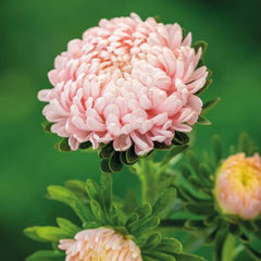Aster Paeony Rose Seeds in Pakistan Large Seasonal Rose-Pink Blooms