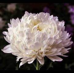Aster Paeony White Seeds in Pakistan Elegant Seasonal White Flowering Plants