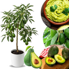 2-Year-Old Avocado Plant | Healthy Fruit Tree for Garden & Orchard