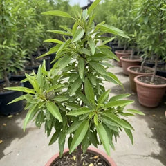 Badam (Almond) Plant Premium Nut-Producing Tree
