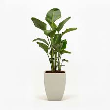 Bird of Paradise Plant Exotic, Elegant & Statement Indoor/Outdoor Plant