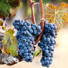 NARC Black Grapes Plant 2 Years Old Grafted Seeded Vine for Fruiting