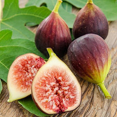 Black Injeer/Anjeer (Fig) Plant Grafted, 2 Years Old, Early Fruiting Variety