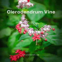 Bleeding Heart Vine Plant in Pakistan Small Climber with Pink & White Flowers (Big Plant)