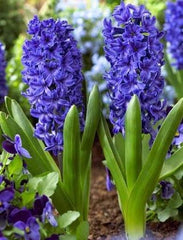 Hyacinth Blue Flower Bulb Fragrant Spring Blooms