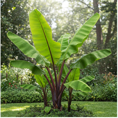 Banana Palm Tree Lush Tropical Plant for Home & Garden
