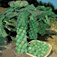 Hybrid Brussels Sprout Seeds High Yield Winter Vegetable