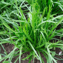 Bucks Horn Plantain Hybrid Seeds in Pakistan Leafy Herb Seeds for Salads & Garnishes