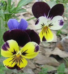 Butterfly Flower Seeds in Pakistan Attractive Seasonal Blooms for Pollinator Gardens