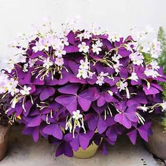 Butterfly Oxalis Rare Purple Shamrock Bulbs