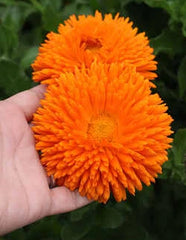 Calendula Double Orange Seeds in Pakistan Bright Seasonal Orange Flowers