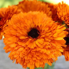 Calendula Double Foron Seeds in Pakistan Bright Seasonal Orange Double Flowers