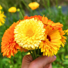 Calendula Pacific Beauty Seeds in Pakistan Multi-Color Seasonal Flowering Plants