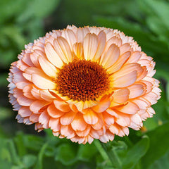 Calendula Pink Surprise Seeds in Pakistan Unique Seasonal Pink-Orange Flowers