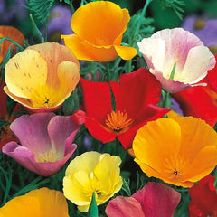 California Poppy Mix Seeds in Pakistan Colorful Seasonal Flowering Plants