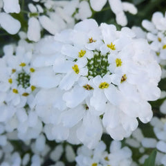 Candytuft White Dwarf Seeds in Pakistan Compact White Fragrant Flowers