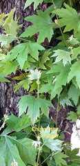 Maple Leaf (Chinar) Plant Grafted, 2 Years Old, Ornamental Shade Tree