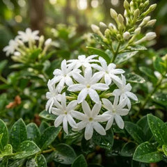Chandni Plant in Pakistan Fragrant White Flowering Shrub (Tagar)