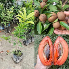 Cheeku (Sapodilla) Plant Sweet Tropical Fruit Tree