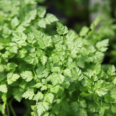 Chervil Hybrid Seeds in Pakistan Aromatic Herb Seeds for Salads & Cooking