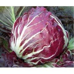 Chicory Purple Hybrid Seeds in Pakistan Leafy Winter Vegetable for Salads & Gardens