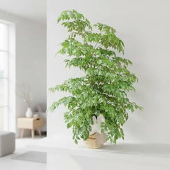 China Doll Plant Elegant Indoor Beauty with Glossy Leaves