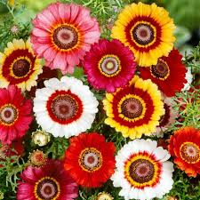 Chrysanthemum Rainbow Mix Seeds in Pakistan Seasonal Colorful Garden Flowers