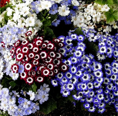 Cineraria Hybrida Mix Seeds in Pakistan Vibrant Winter Flowering Plants