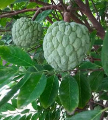 Custard Apple (Shareefa) Plant Sweet & Nutritious Fruit Tree