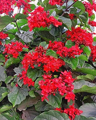 Dum Dum Vine Plant Fast-Growing Ornamental Climber for Home & Garden