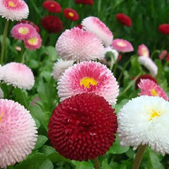 English Daisy Mix Seeds in Pakistan Charming Seasonal Flowering Plants