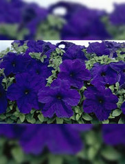 F1 Petunia Blue Veined Seeds in Pakistan Hybrid Winter Flower Seeds for Pots & Borders